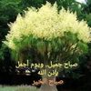 romy77606