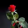 anh.ng6529