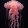 seanettle_jellyfish