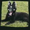 rockyonpaws