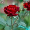 ima.nur17