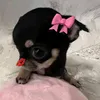 nhendocdpzaii