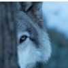 alonewolfe12