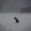 p.