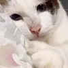 alexmochiii514
