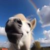 pet funny animals