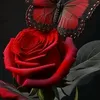 ahmed.shiker5