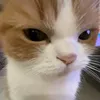 mbnocc