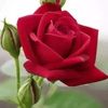 zamila.khatun56