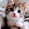 jahid84990