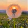 dandelion87447