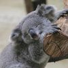 babykoala_0