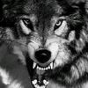 thewolfman76