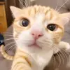 hwimenhac