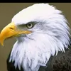 bassam.m.gorani74