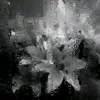 alzn_giz_7