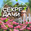 Секрет Дачи