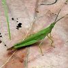 grasshopper7146