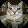 el_gato_so
