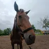 h.equestt