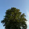 oakmiyd