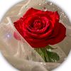 alessha38