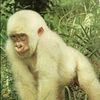 cjthegreatape