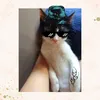 gato.maloqueiro34