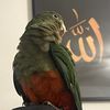 theunkn0wnparrot