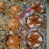 cuisinesarabrf01