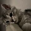 alaa.samir72