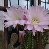 mamie_0854