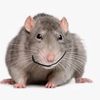 god.rat8