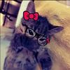 neyar.vrfs