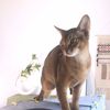 gares_catsocute