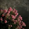 .fatema1354