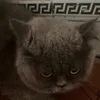 remcutekitags1