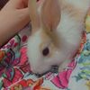 atena_4566