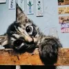 meowmiiii15