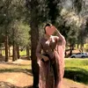 sanarea.khan