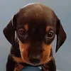 slinky.com4