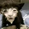 choccholat_