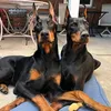 hung.doberman6