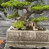 ti.yu.vit.nam0407