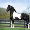 favorit.horse