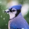 lamestiebluebird