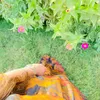 h_surchi008