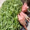 Dapur Dusun