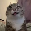 thiendzvclll