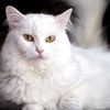 catty8005